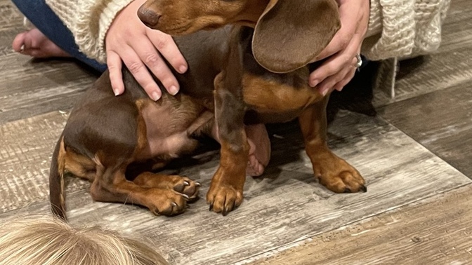 How old do you think this dog is?