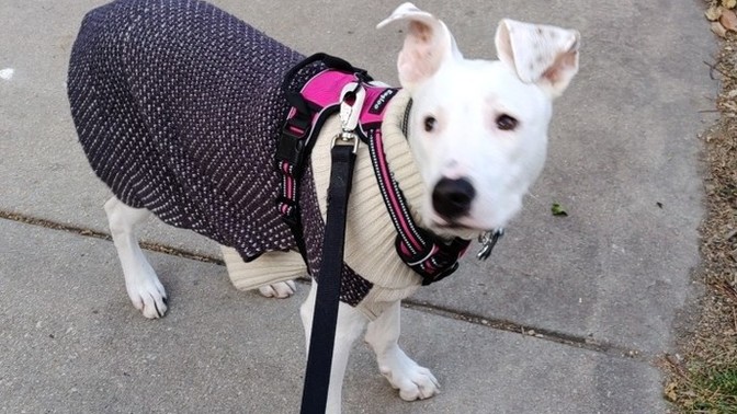 Has anyone who has lived in an apartment building who also has a pup or dog?