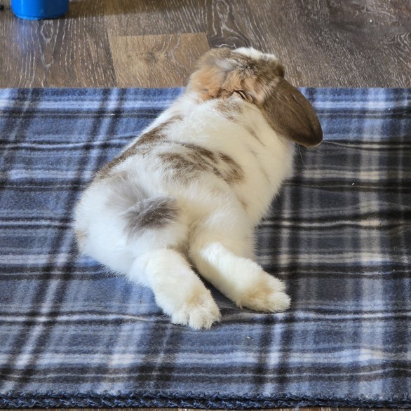 Aside from cats or dogs, what kind of pets do you have or would you like to have?