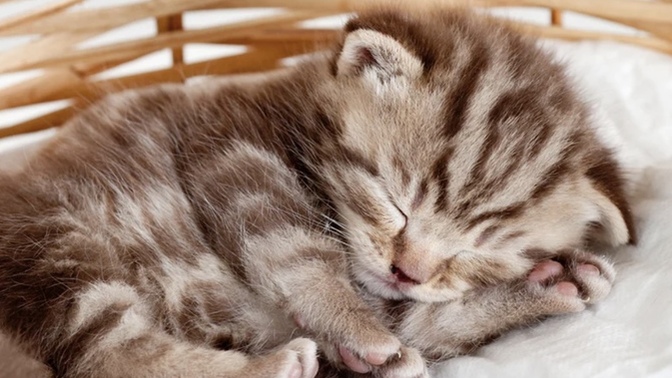 Are cats the enemies of women?