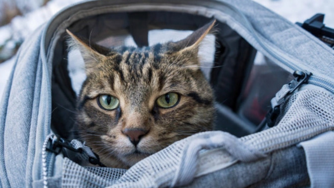 Why do cats like backpacks?