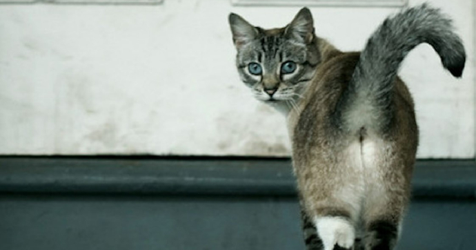 Are cat butts important?