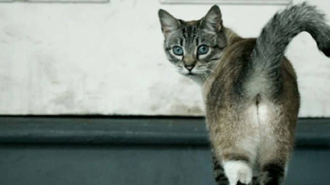 Are cat butts important?