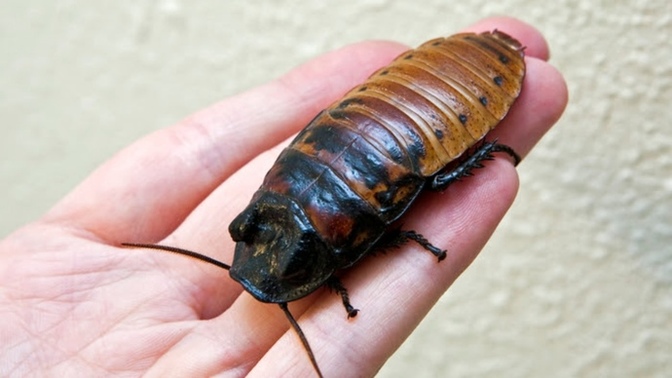 Wpuld you eat 2 cock roaches for 1 million dollars?