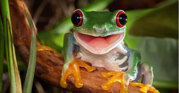 Frogs look disgusting only to me? How is that for you?