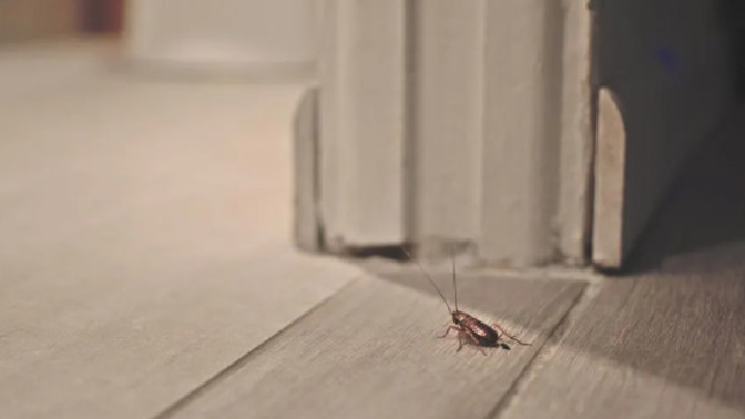 Do you kill bugs?