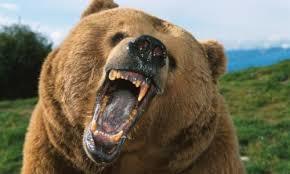 Would you rather be stuck alone in the woods with a man or a bear?
