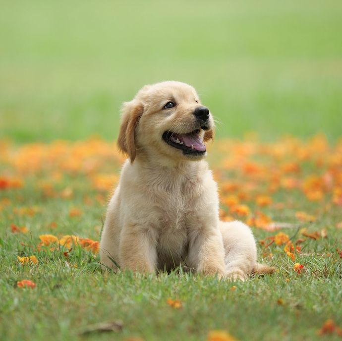 Are dogs important?