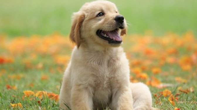 Are dogs important?