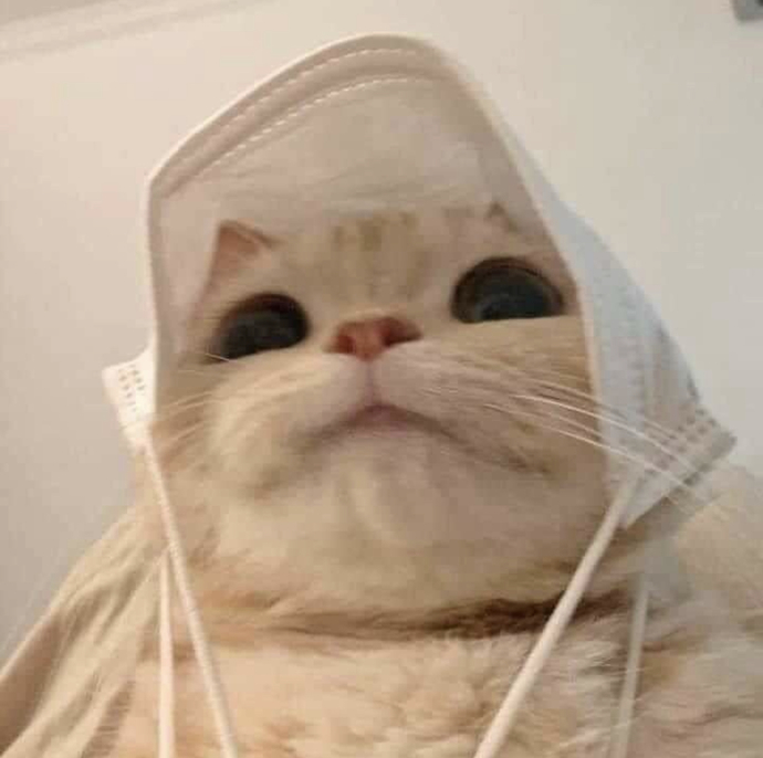 Do you hate Canadian cats?
