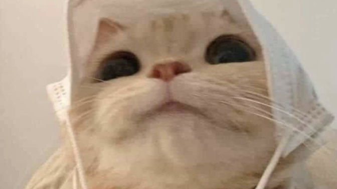 Do you hate Canadian cats?