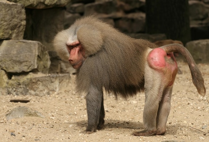 🦧 🦍 🐒 How do apes compare to humans, physiologically?