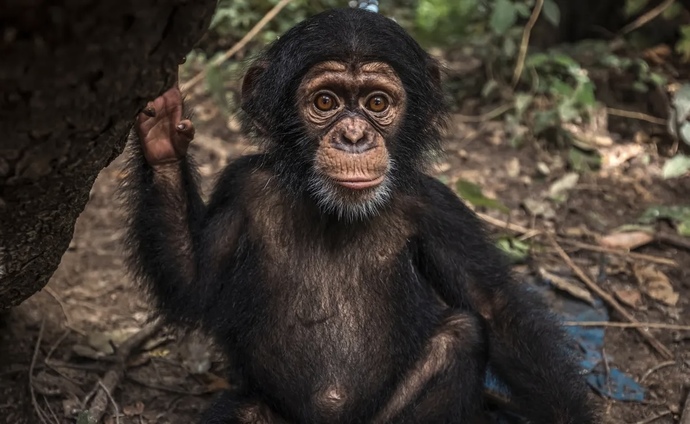 🦧 🦍 🐒 How do apes compare to humans, physiologically?