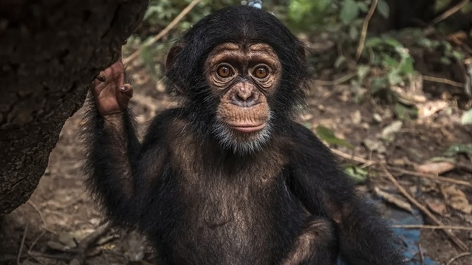 🦧 🦍 🐒 How do apes compare to humans, physiologically?