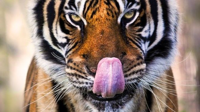 Guys behavior: When a woman walks past guys, why do so many men make it completely obvious that they are staring at the woman like a hungry tiger?