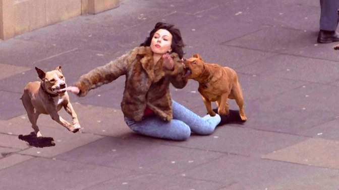 Do you let your dogs run loose during the day?