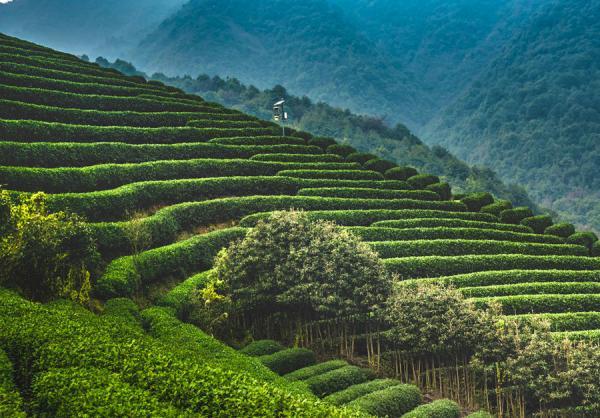 A tea plantation in China