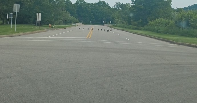 Are ducks crossing the road important?