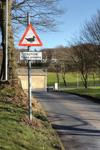 Are ducks crossing the road important?