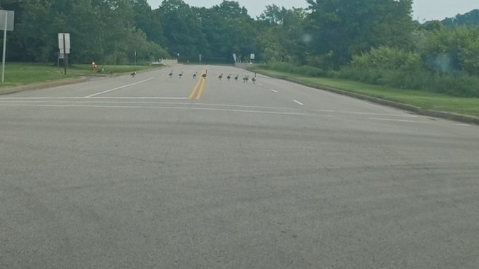 Are ducks crossing the road important?