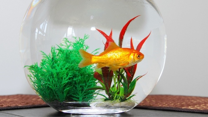 Would pretending to eat a goldfish be cruel in a acting role?