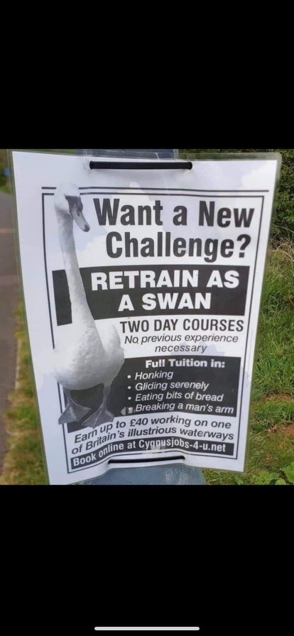 Would you work as a swan?