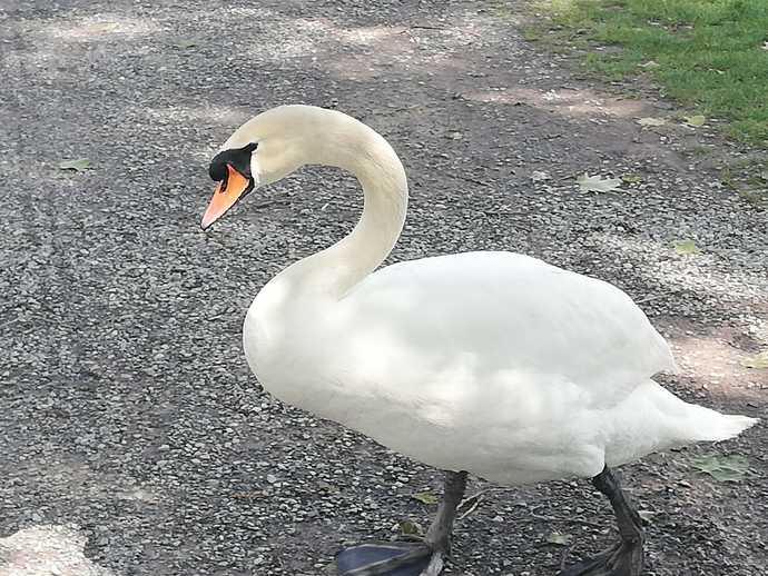 Would you work as a swan?