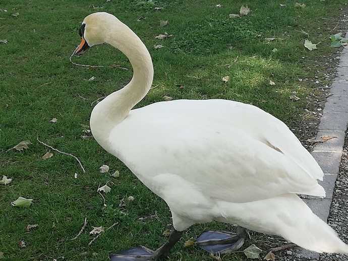 Would you work as a swan?