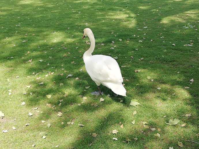 Would you work as a swan?