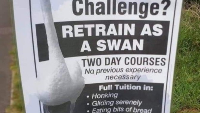 Would you work as a swan?