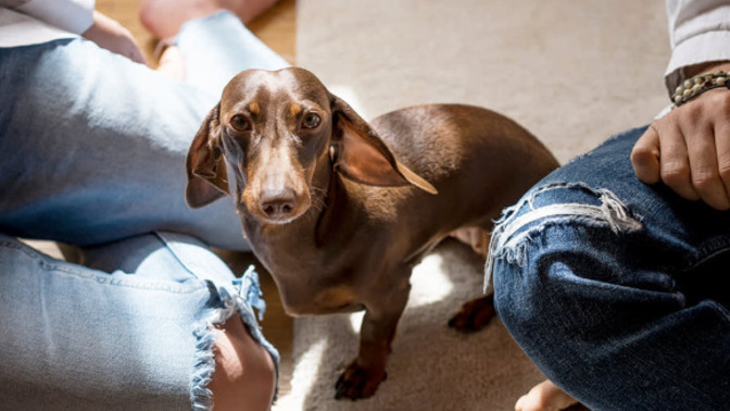 Do you believe it when people say never trust a person if your dog doesn't like them?