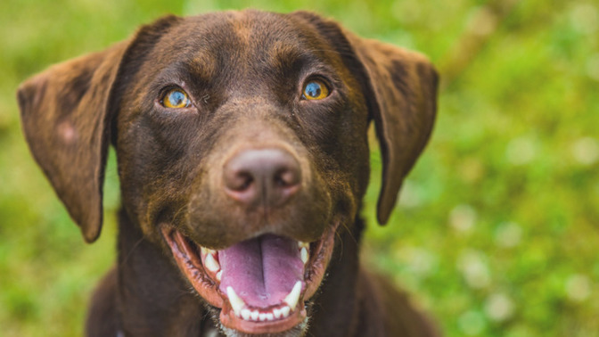 Are dogs the ultimate good character detector?