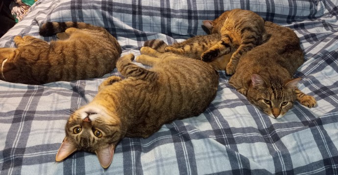 You more of cat or dog person?