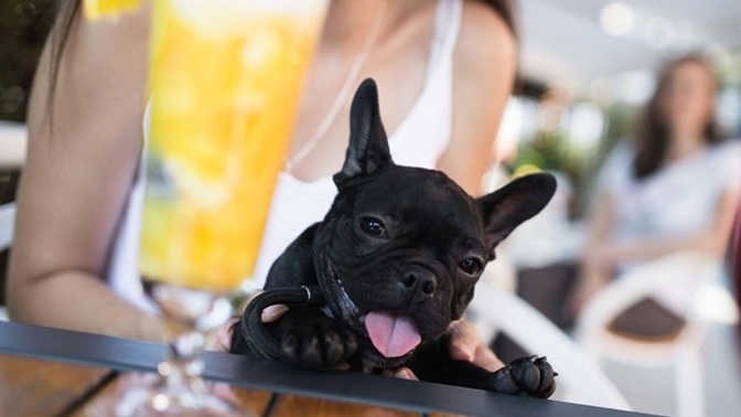 How do you feel about dog friendly restaurants/cafés?