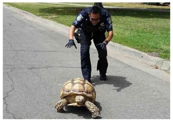 Which police officer is in the most danger?