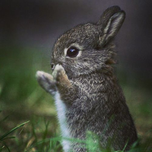 Feed me!