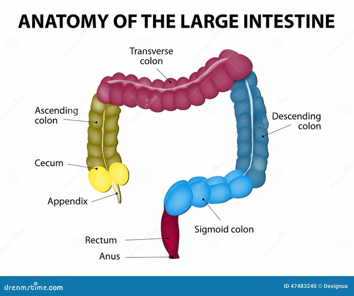 Is poop never really stored in the rectum?