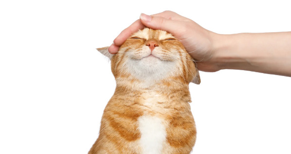 Do you agree that cats are cuter than dogs?