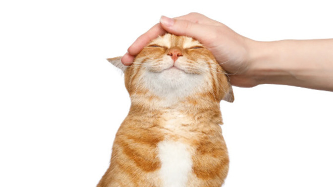 Do you agree that cats are cuter than dogs?