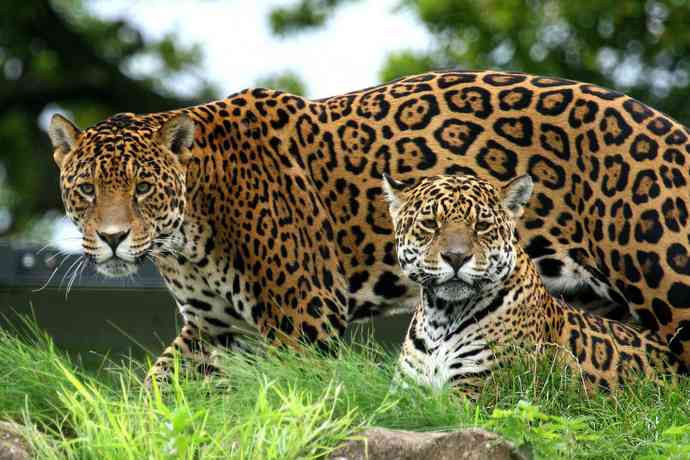 Whats your favorite large cat?