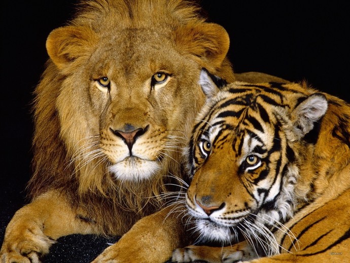 Whats your favorite large cat?