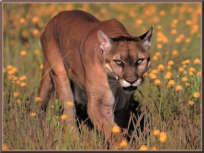 Whats your favorite large cat?