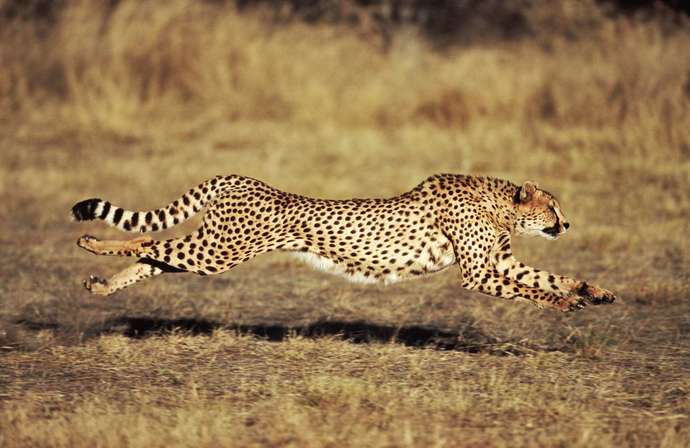 Whats your favorite large cat?
