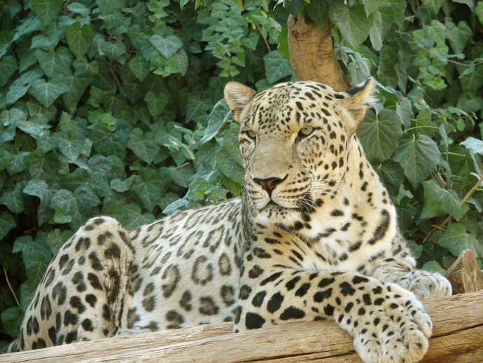 Whats your favorite large cat?