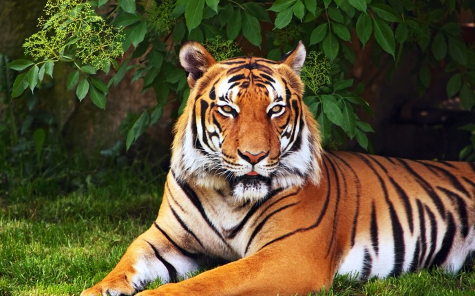 Whats your favorite large cat?