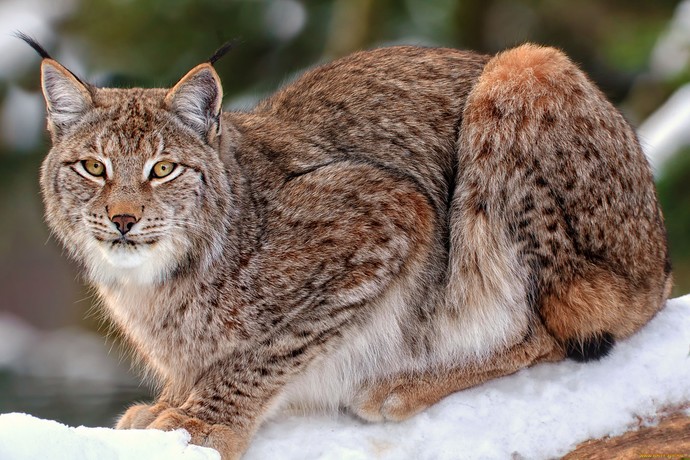 Whats your favorite large cat?