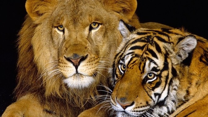 What's your favorite large cat?