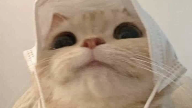 Why do women hate baby kittens so much?