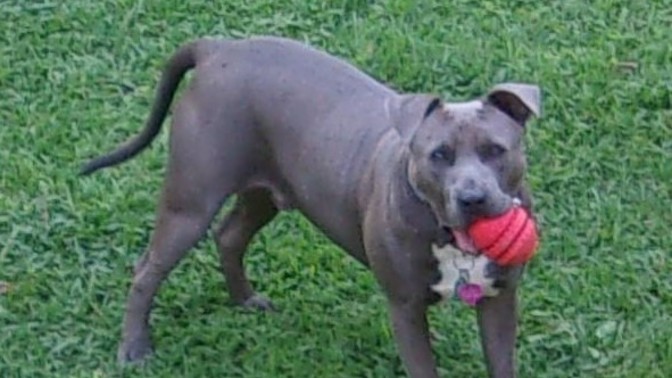 Crop Ears & Tail?