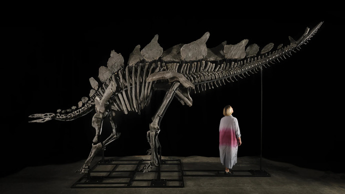 Would you buy a DINOSAUR FOSSIL?